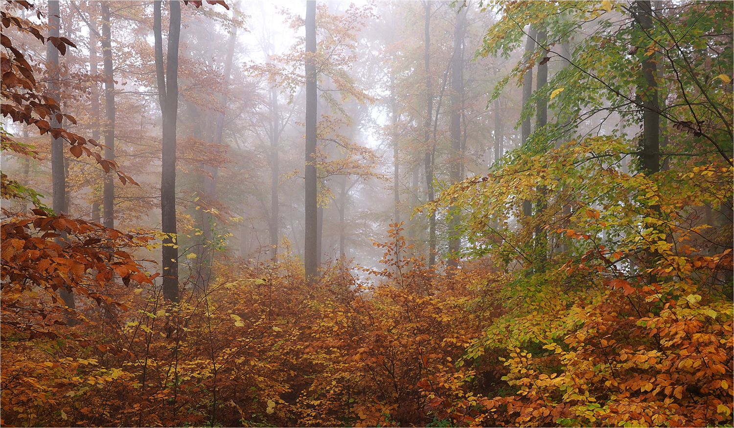 Herbstlicher Wald