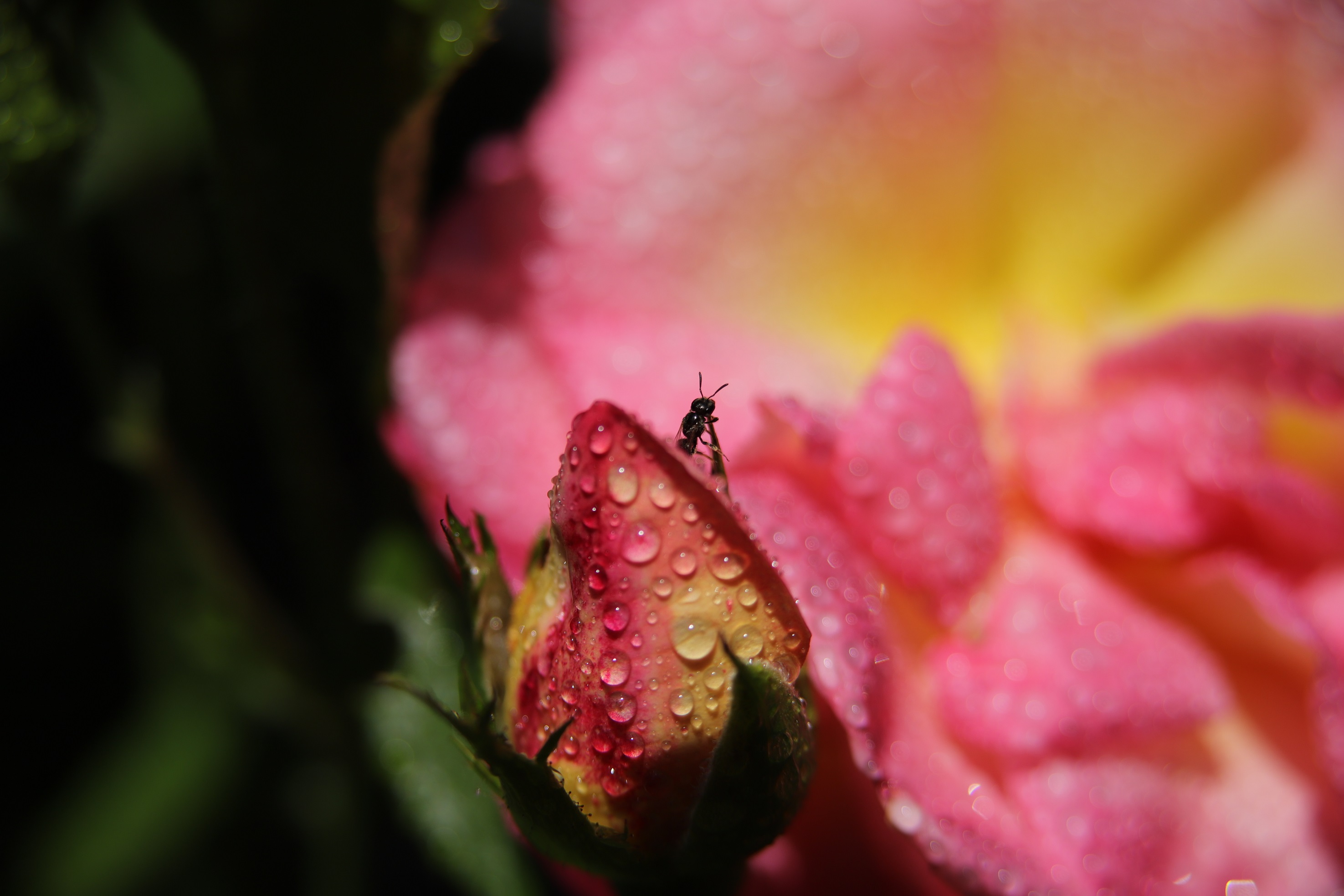 Die Ameise,die sich traut