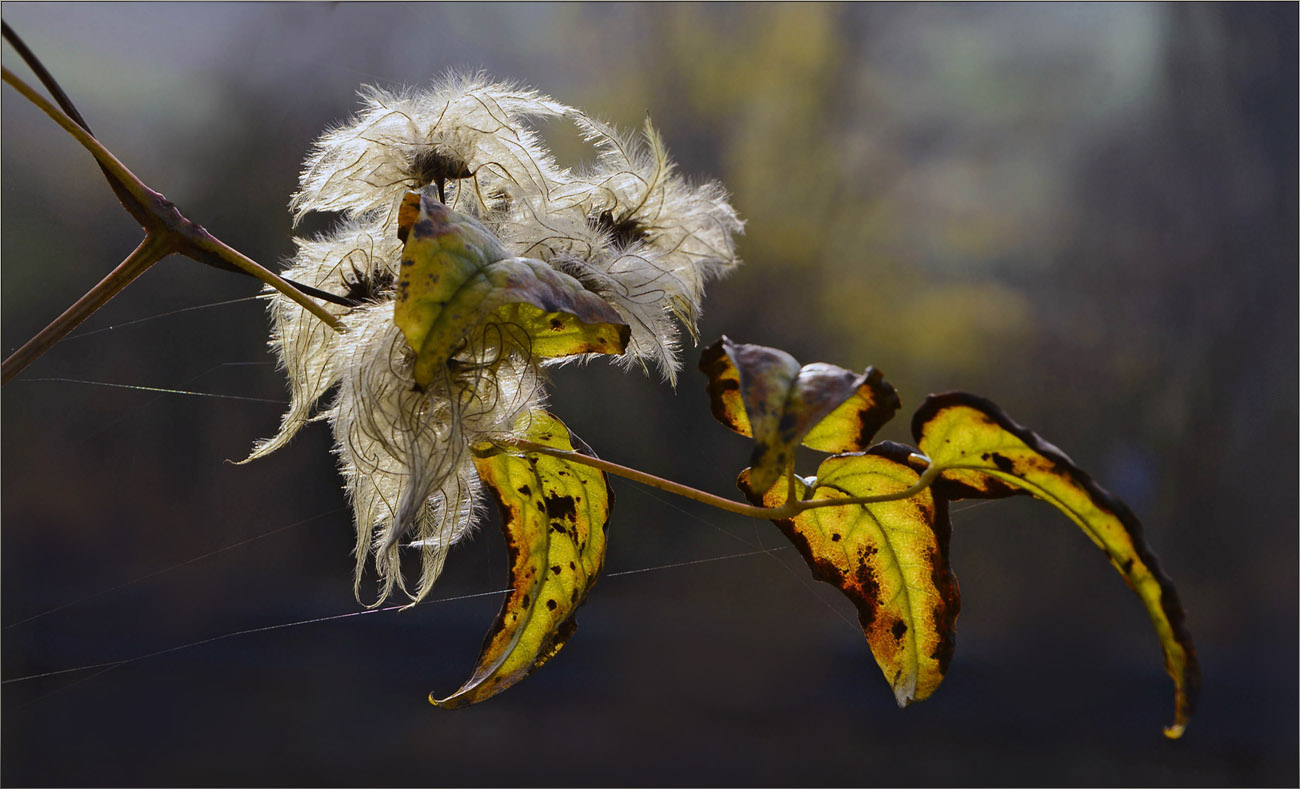 Waldrebe im Herbst