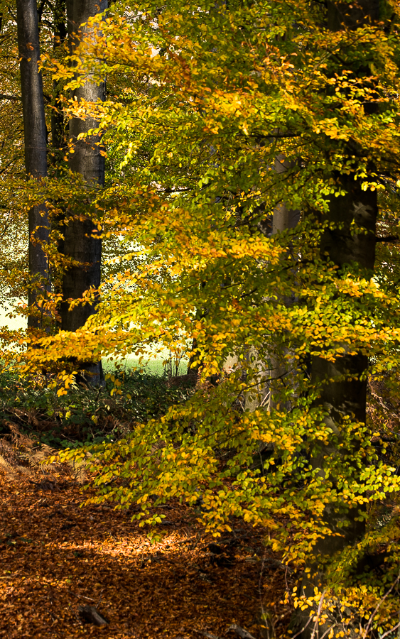 Herbstleuchten