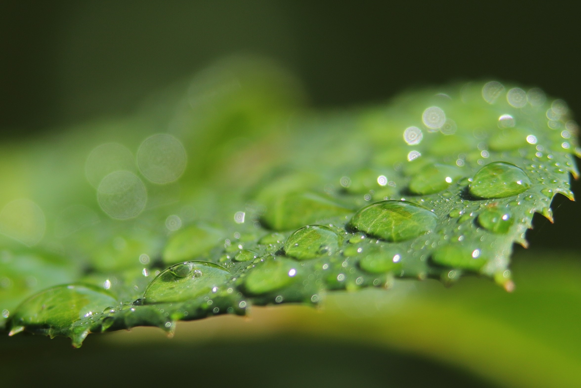 Waterdrops