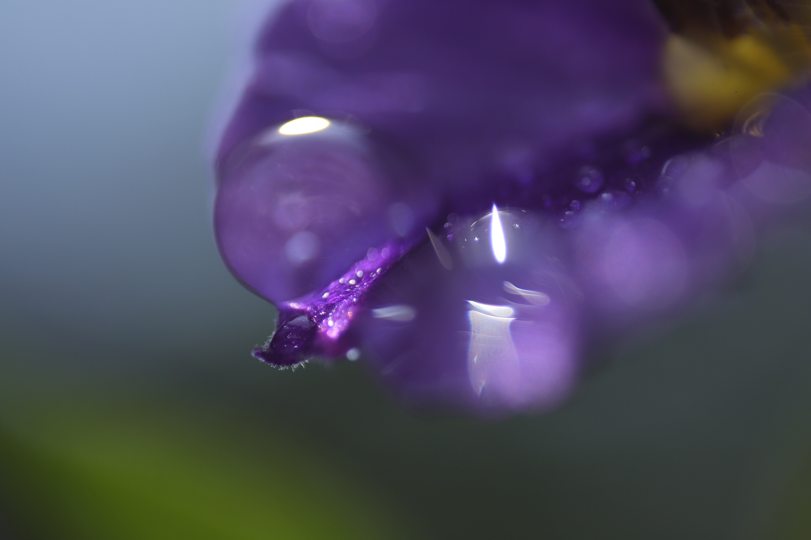 Lila Blüte