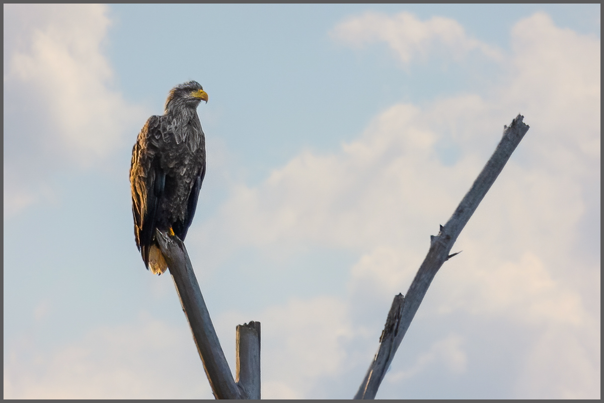 Seeadler an der Mittelelbe