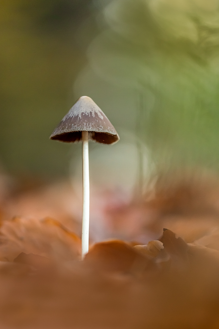 Ein Faserling ...