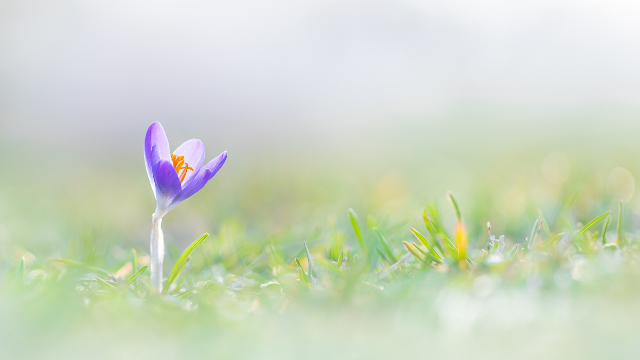 Ein bisschen Frühling...