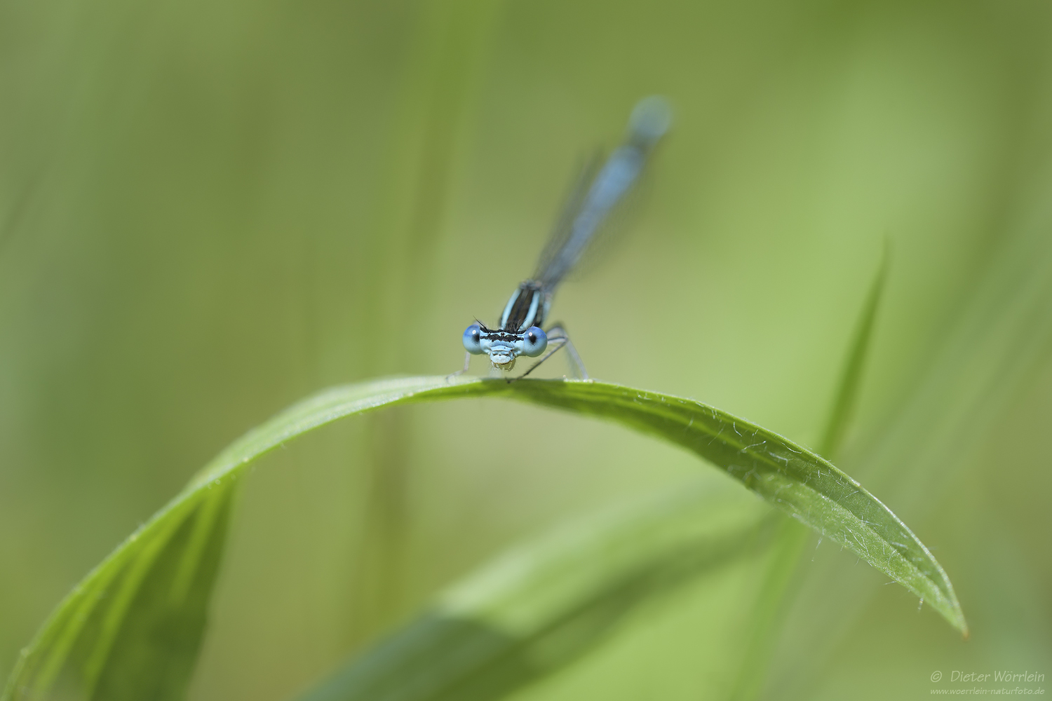 Blaue Federlibelle