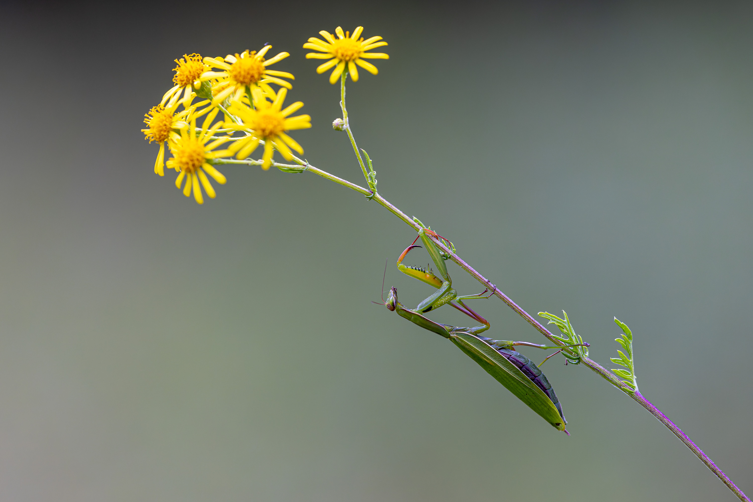 Mantis religiosa