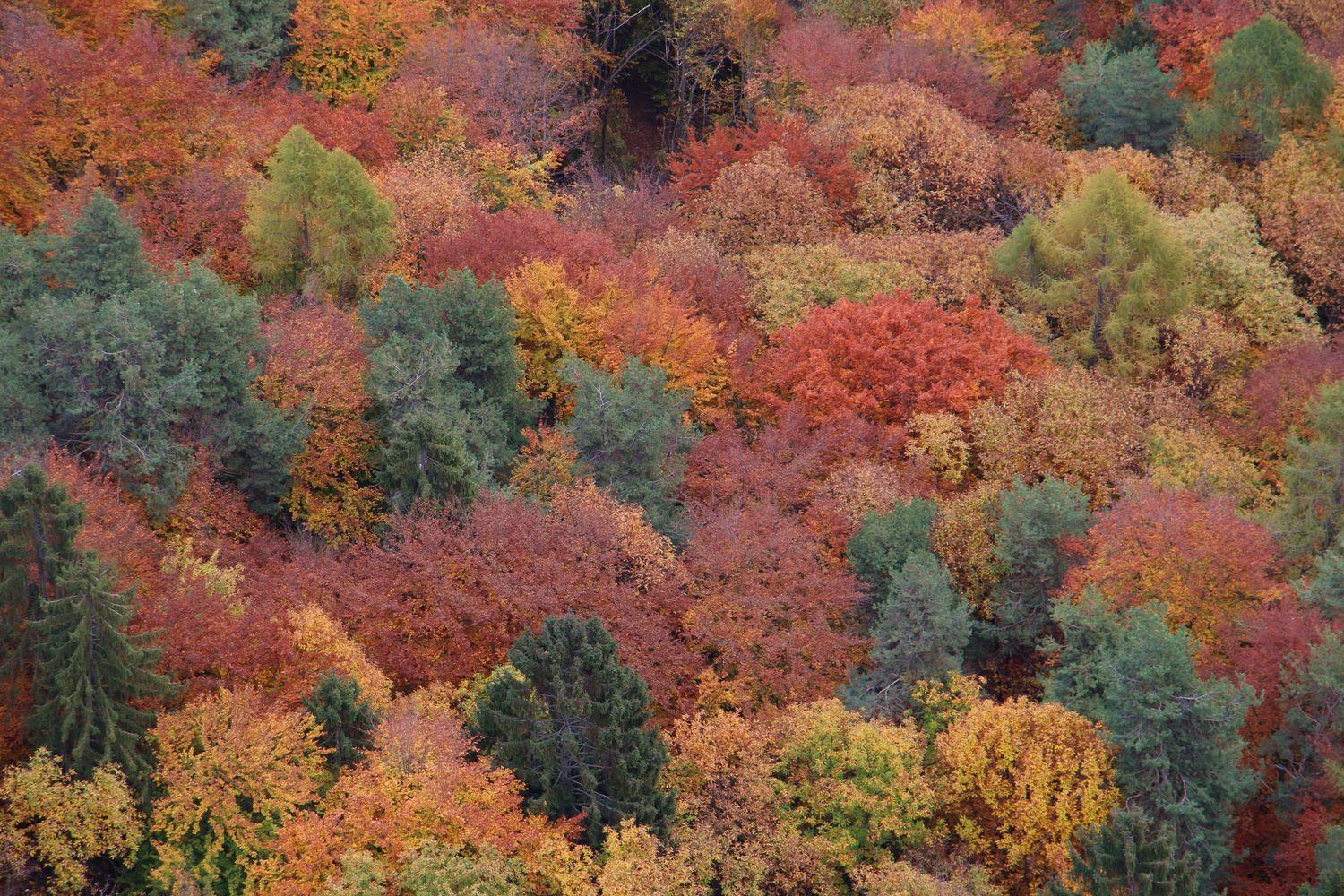 Herbstwald II