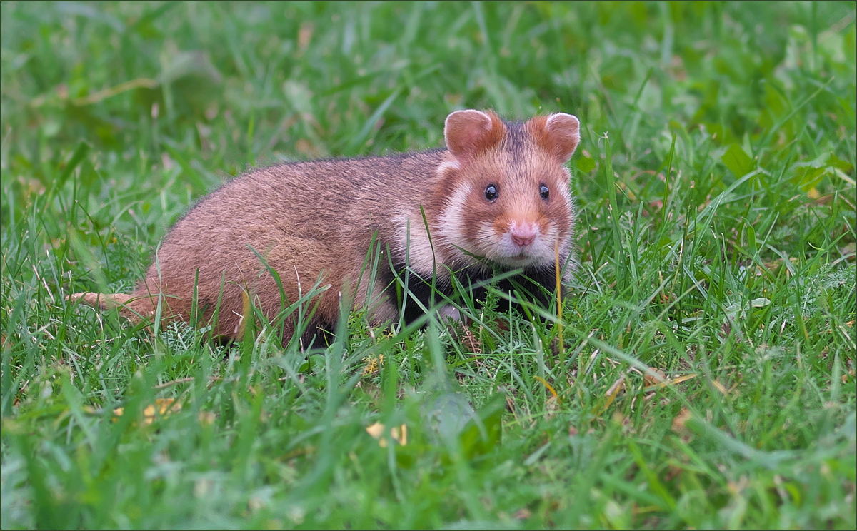 *Hamsterchen*
