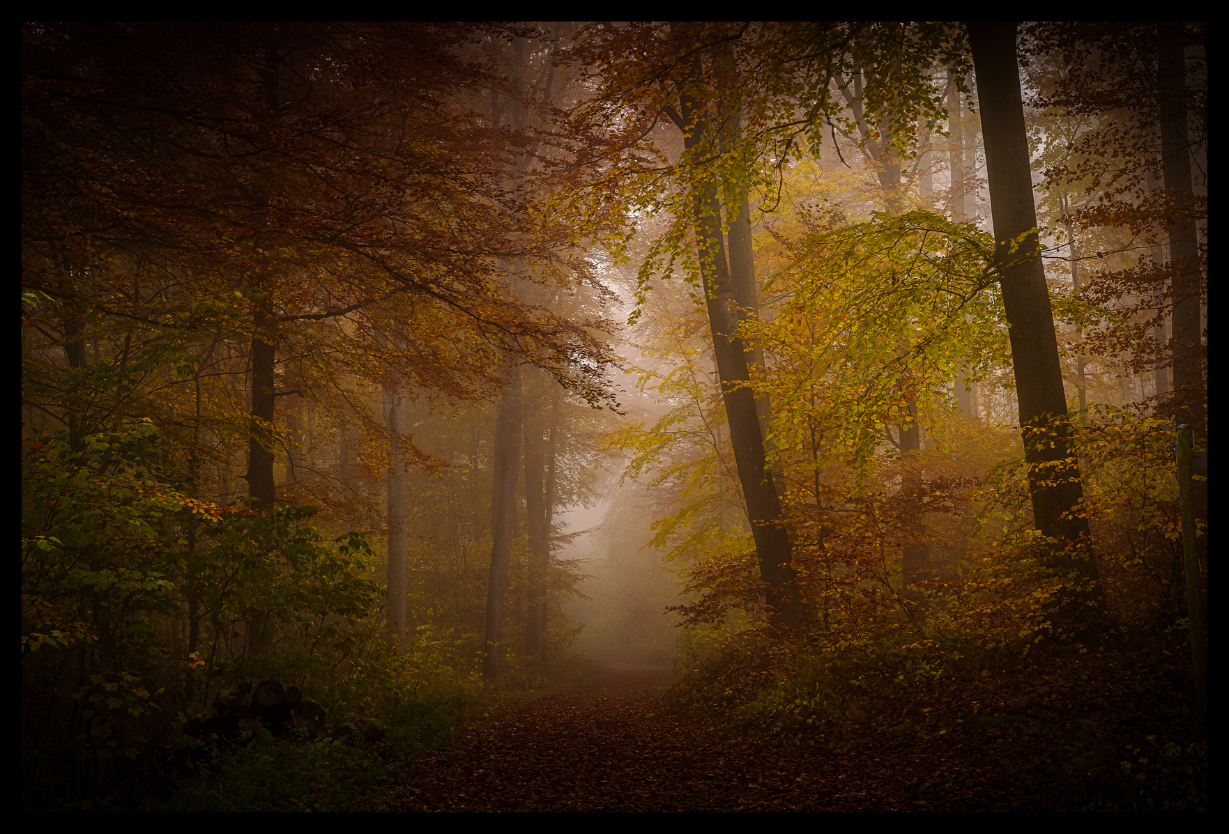 Novembermorgen im Wald