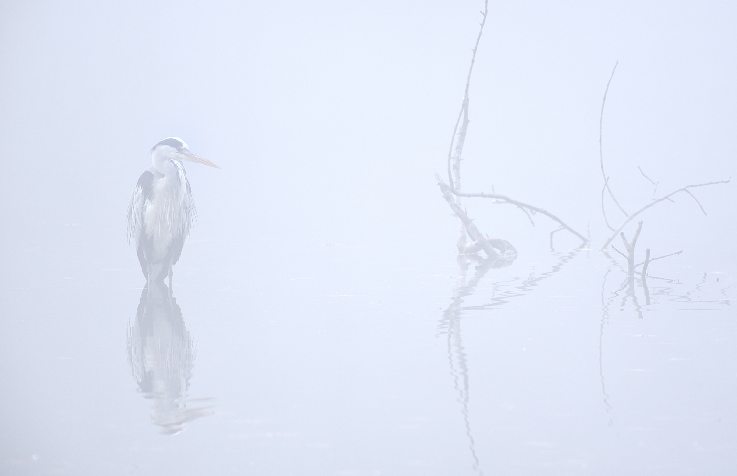 Graureiher im Nebel