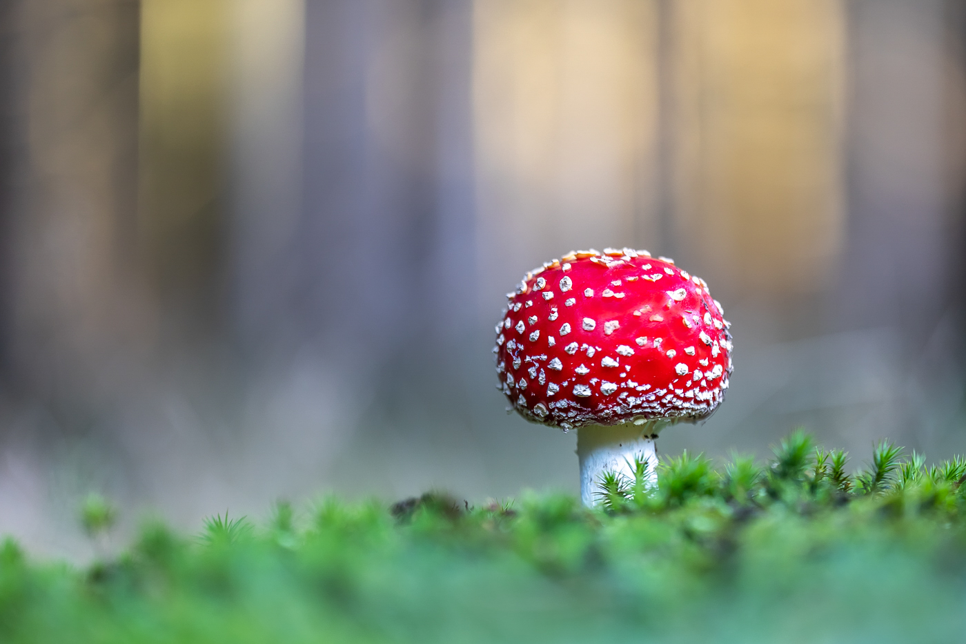 Fliegenpilz