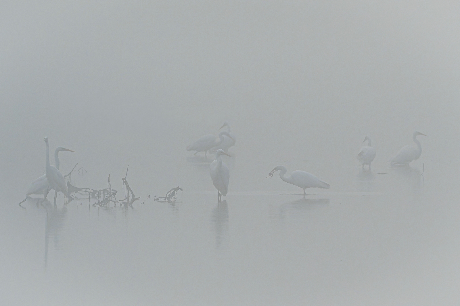 Fischer im Nebel