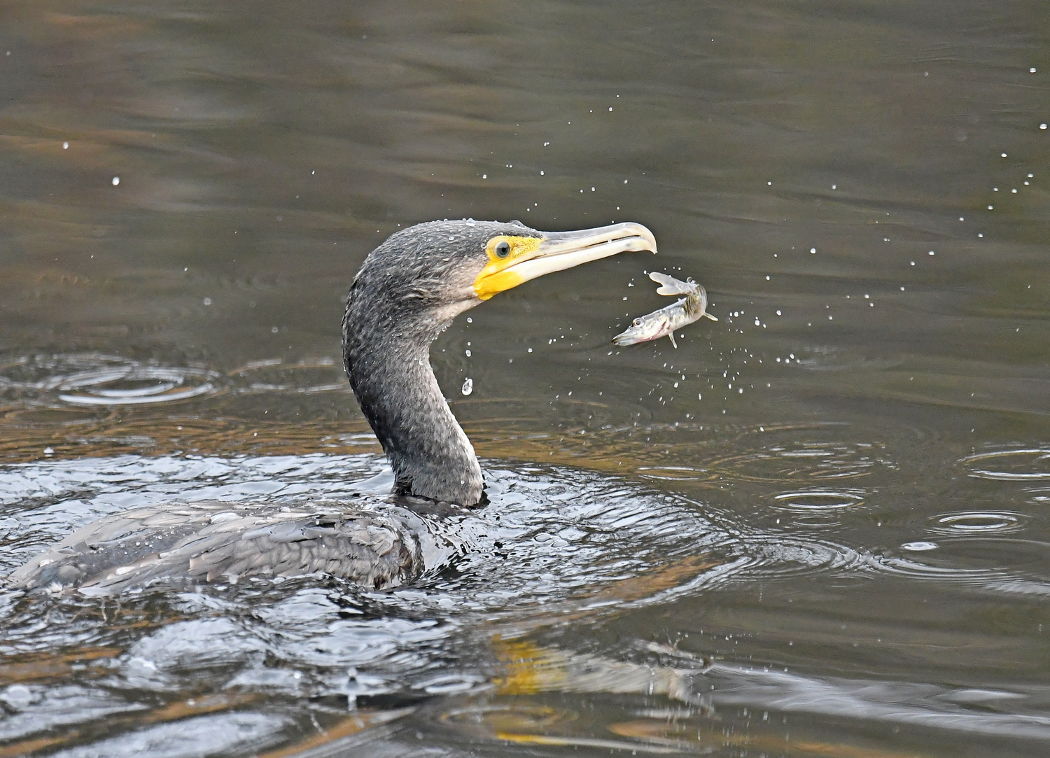 Glück und Pech
