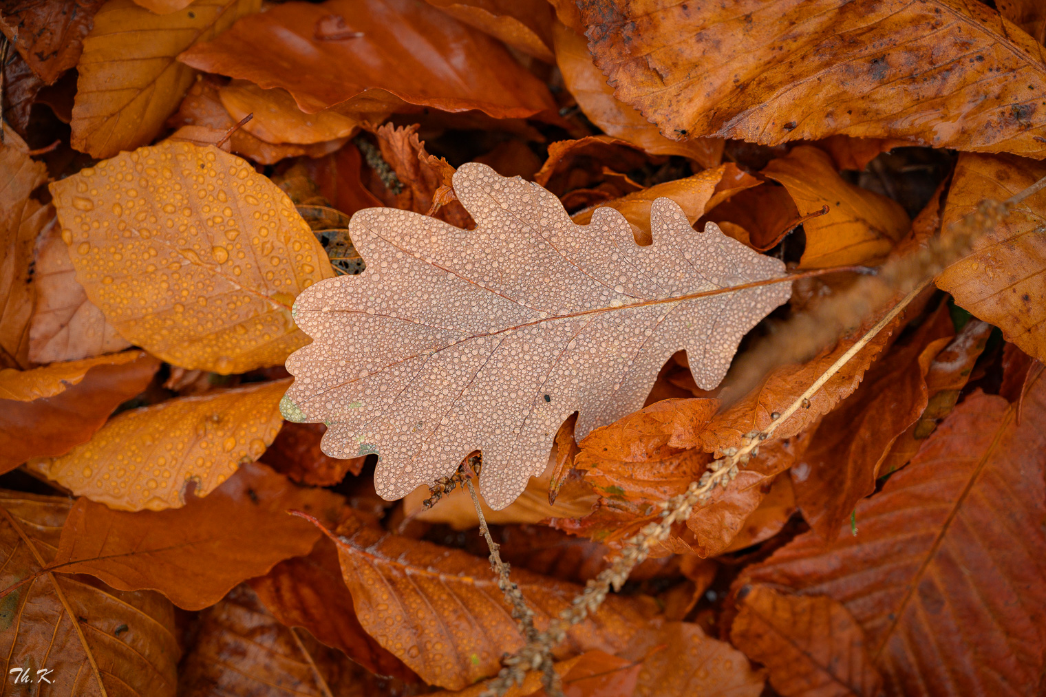 Auf wiedersehen - Herbst