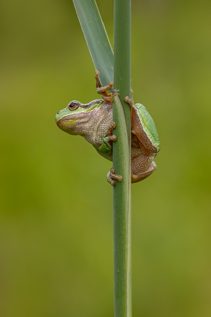 Laubfrosch im Schilf