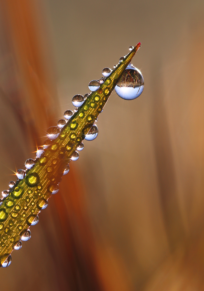 Tau im Herbstgewand
