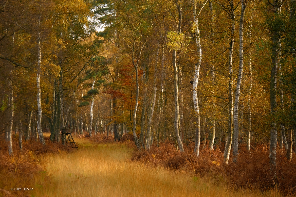 Herbst im Birkenwald