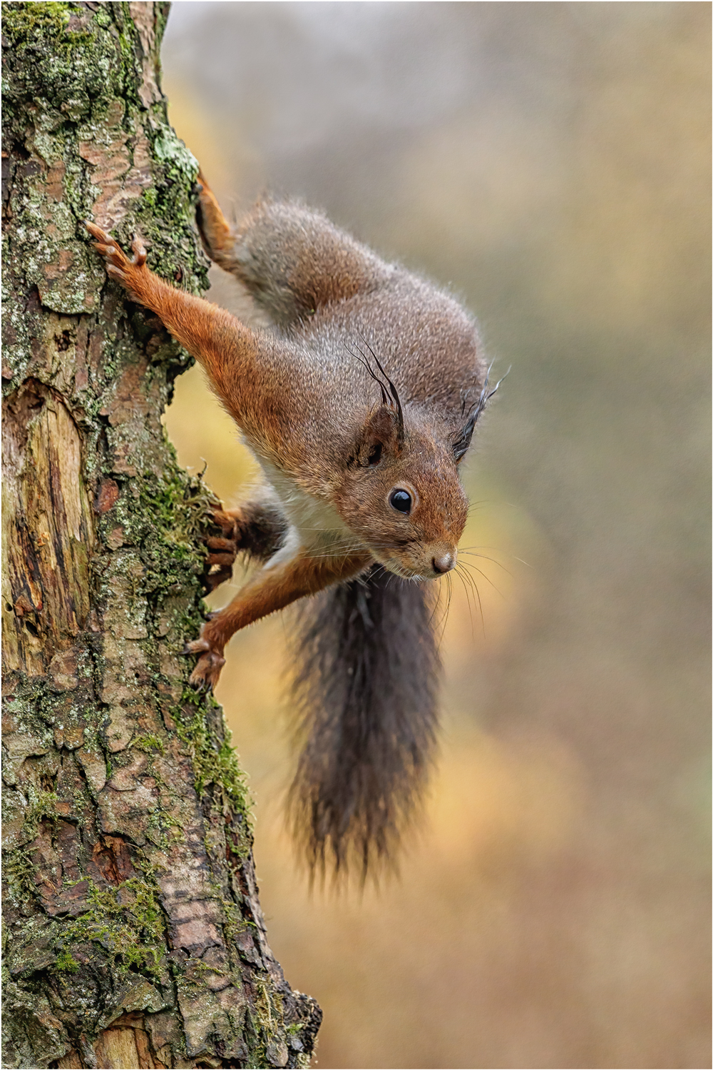 Eichhörnchen