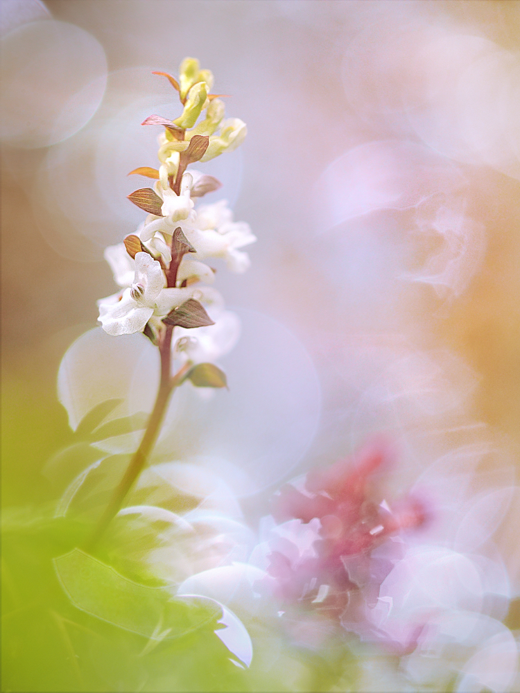 Corydalis am Bach