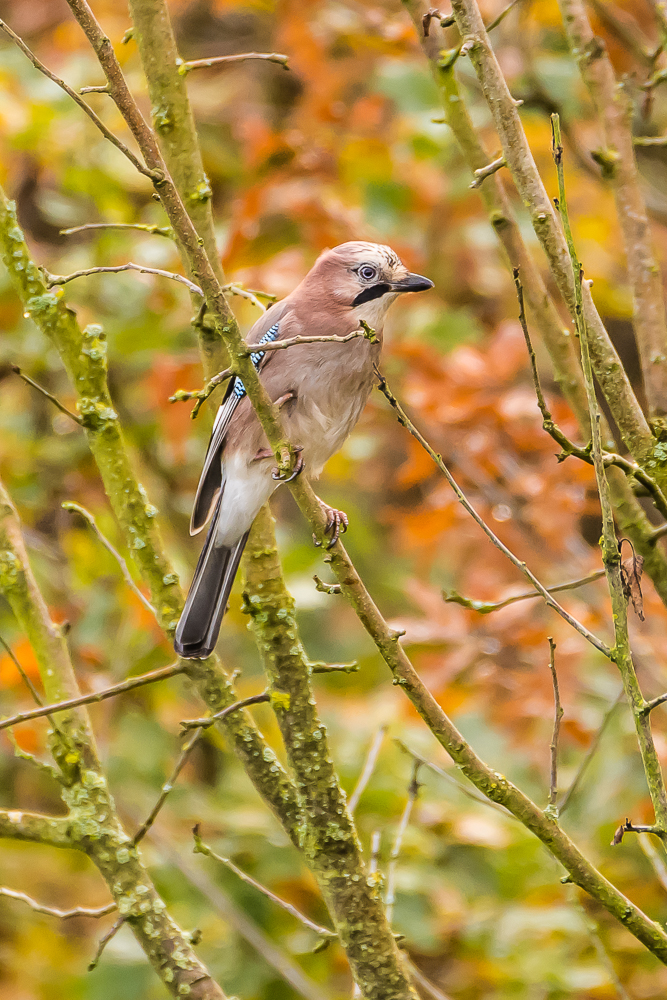 Eichelhäher im herbstlichen Geäst