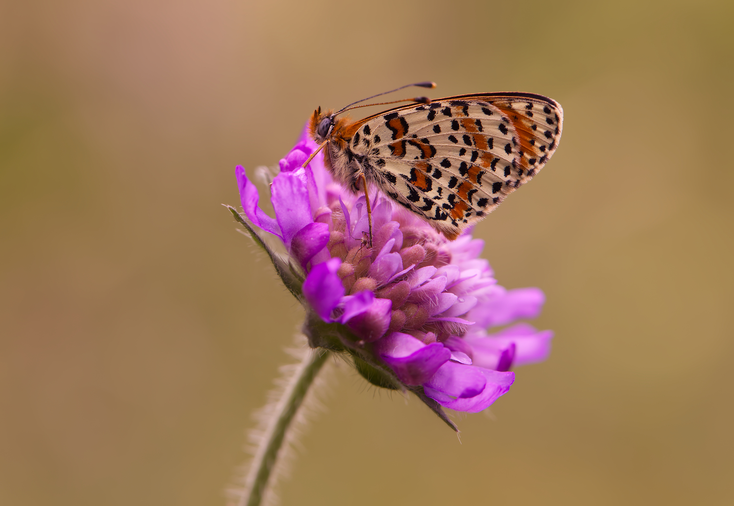 Roter  Scheckenfalter