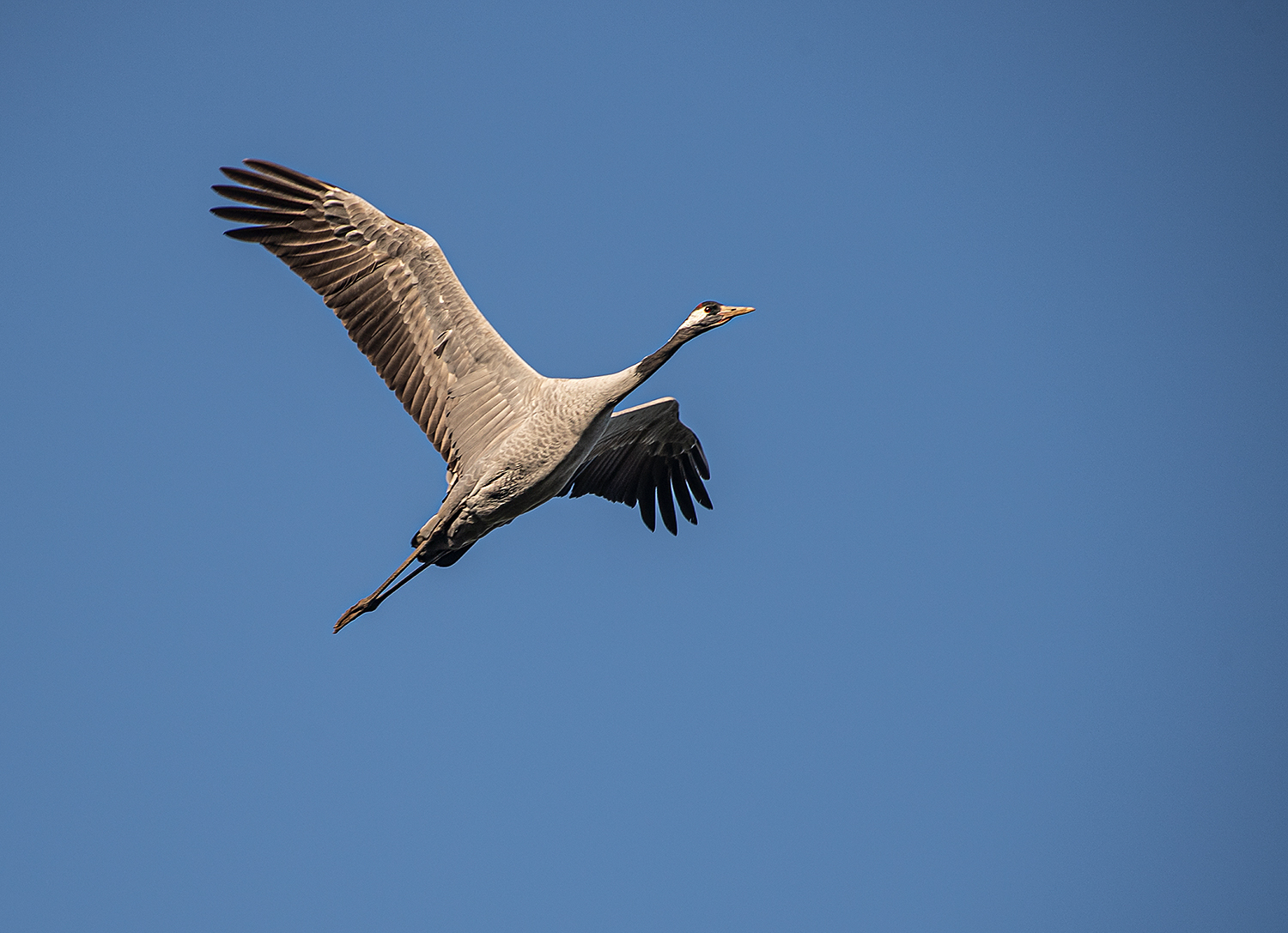 Überflug