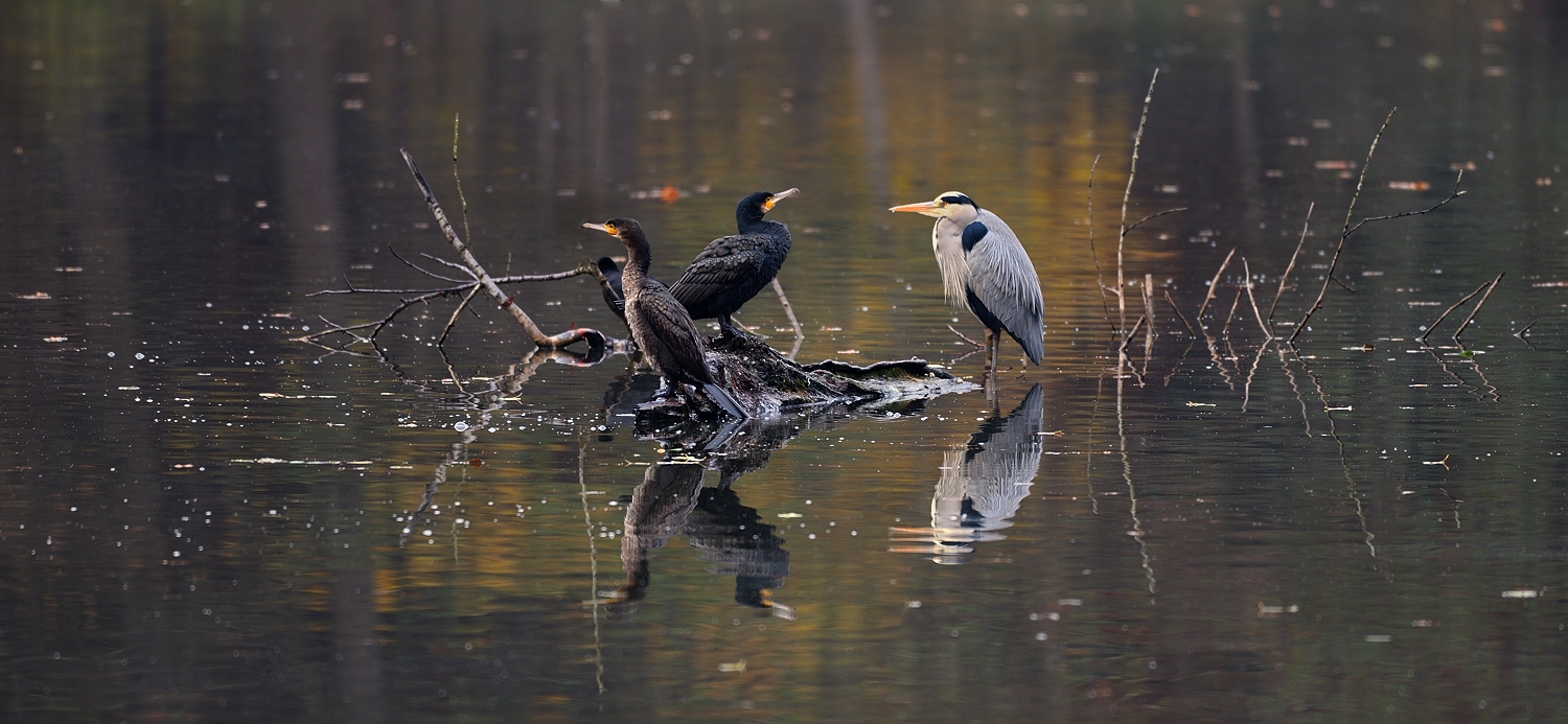 Kormoran mit Graureiher