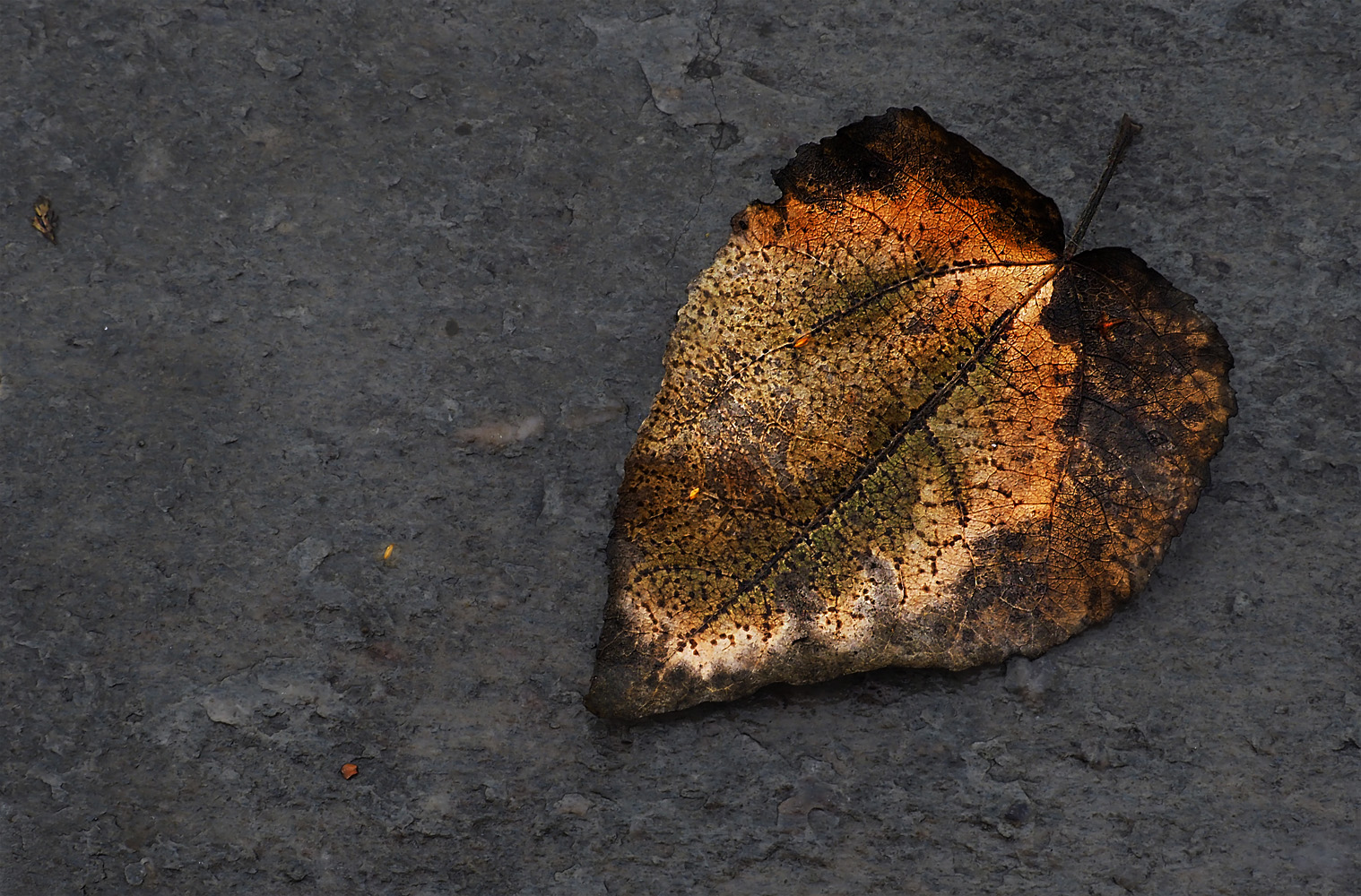 Herbstleuchten