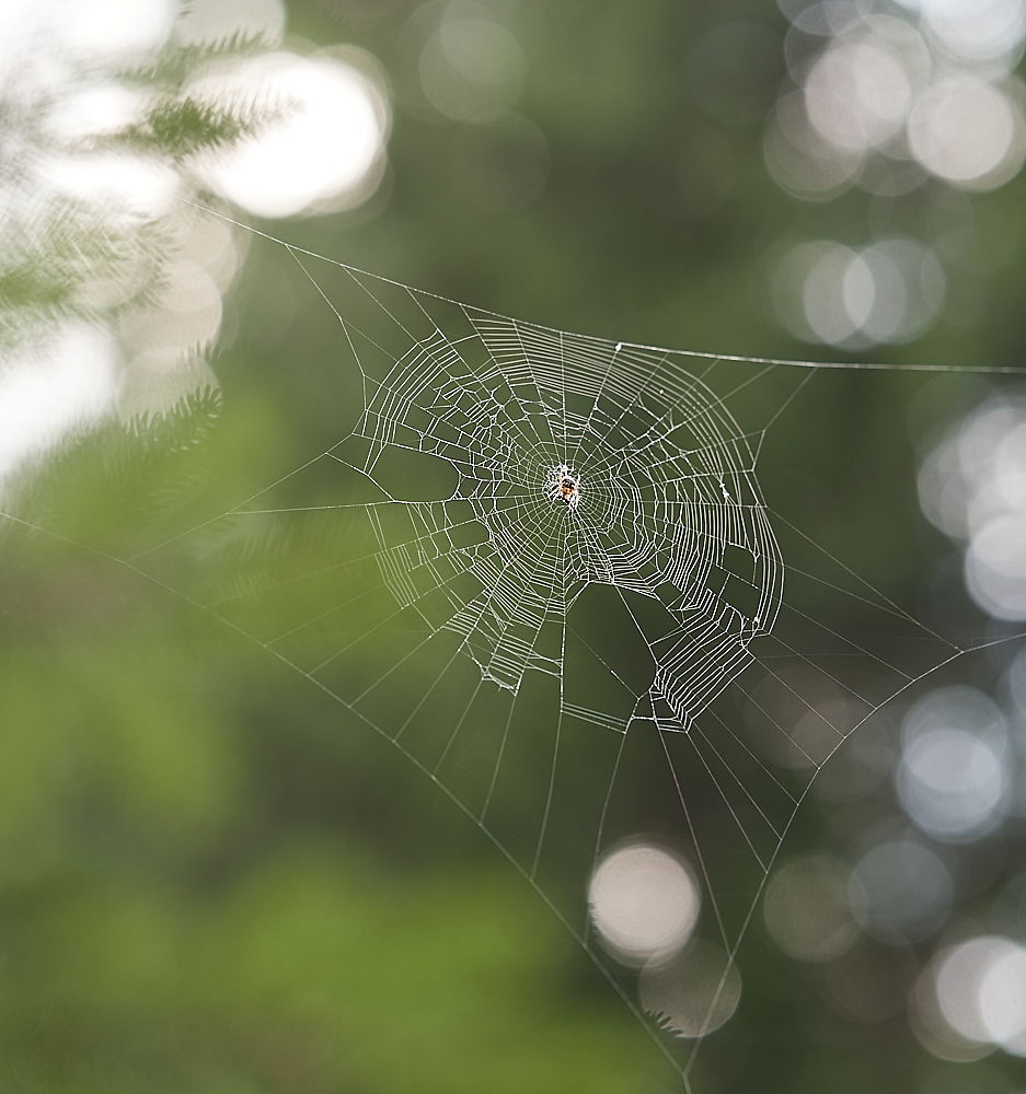 Das zerissene Spinnennetz
