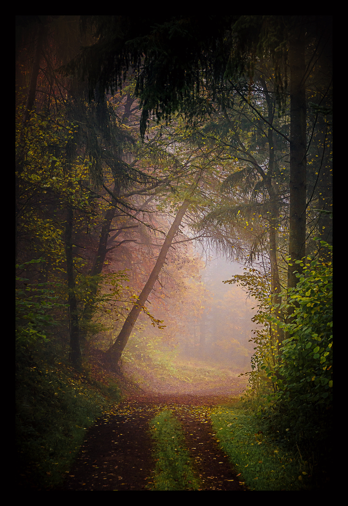 Herbst-Novembermorgen im Wald