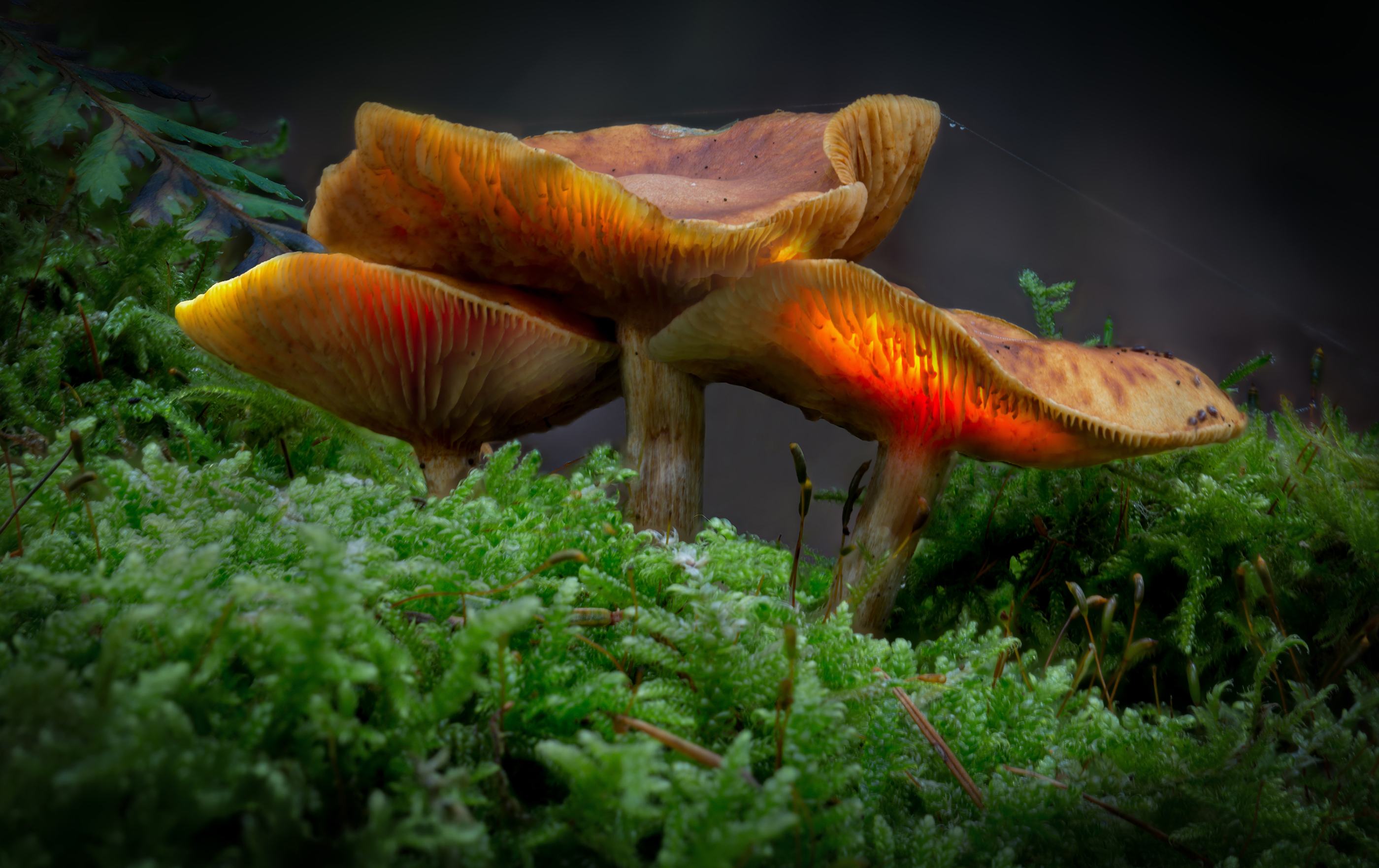 Mushroom glowing