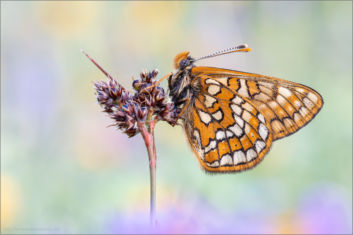 Euphydryas cynthia