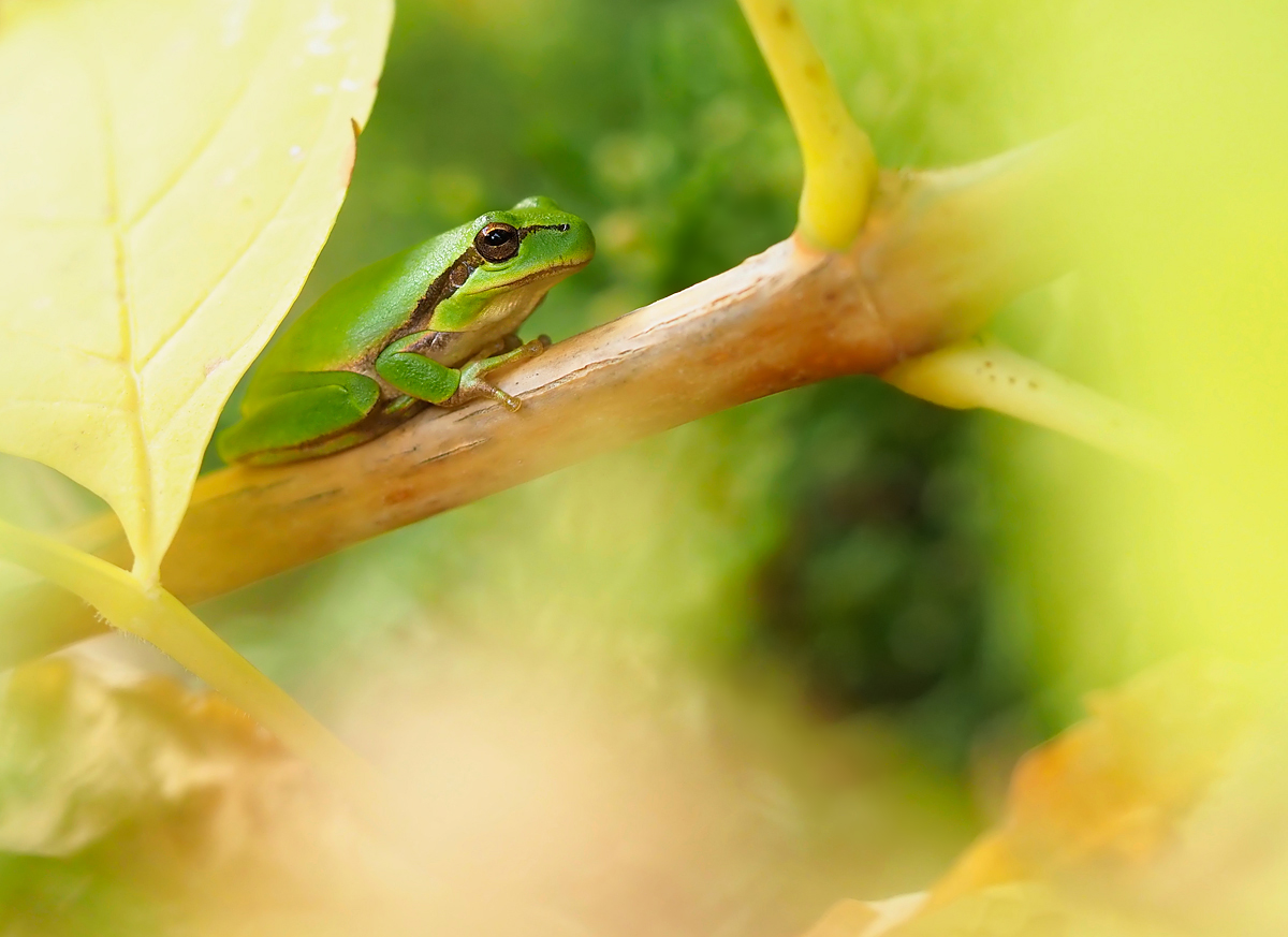 Laubfrosch 