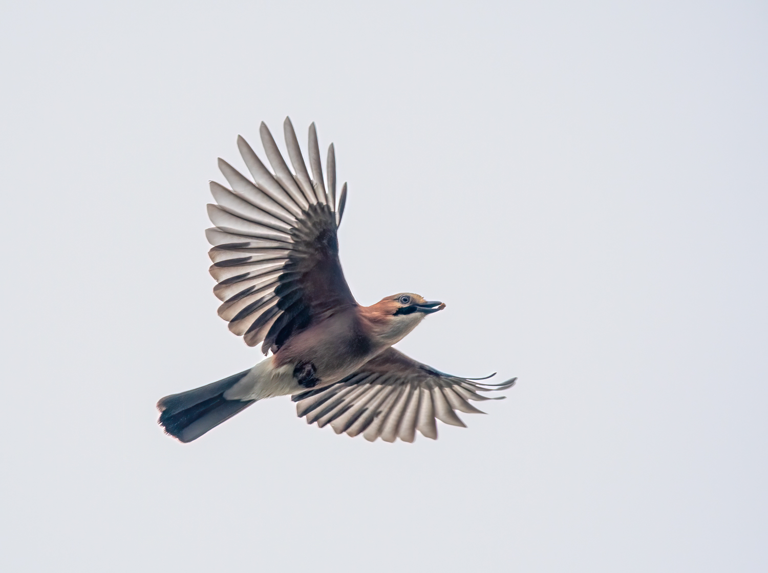 Eichelhäher im Flug