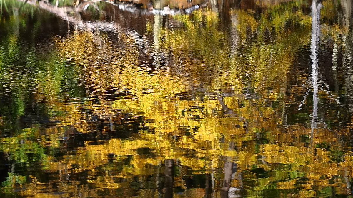 Herbst am Waldteich