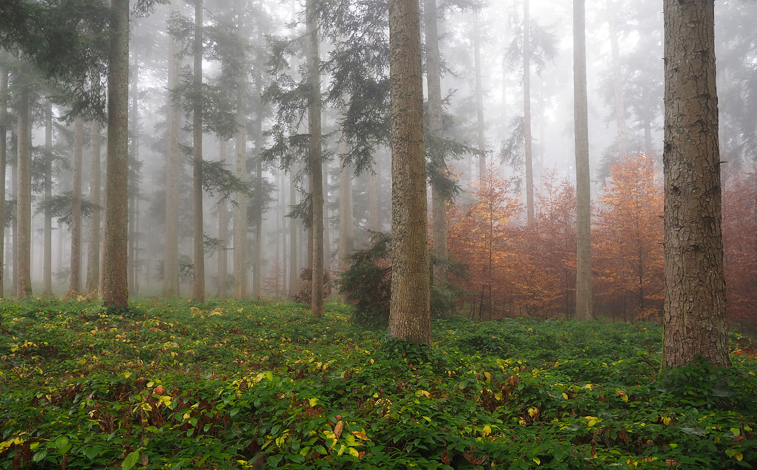 Herbstlicher Nebelwald