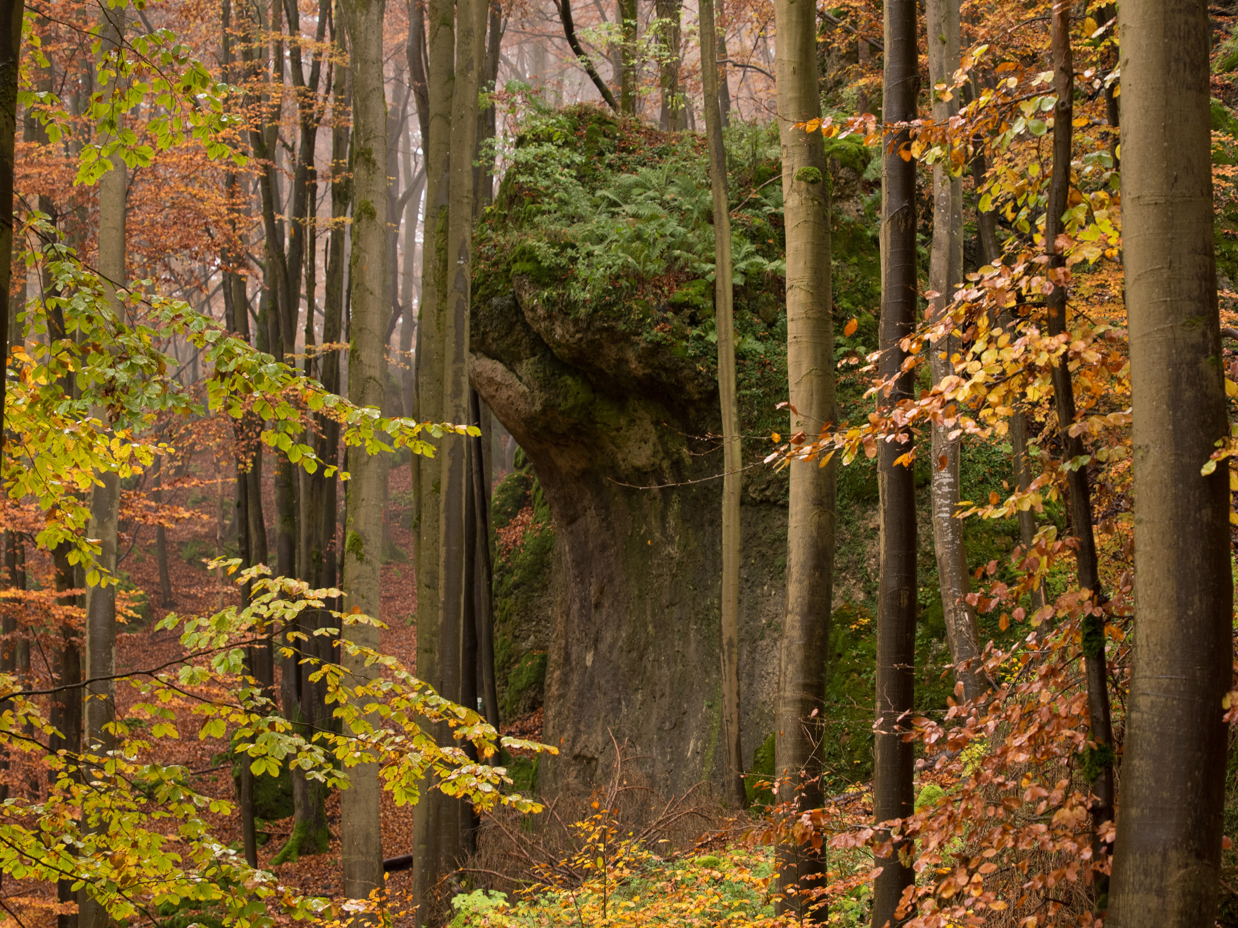 Herbstwald, Hersbrucker Schweiz