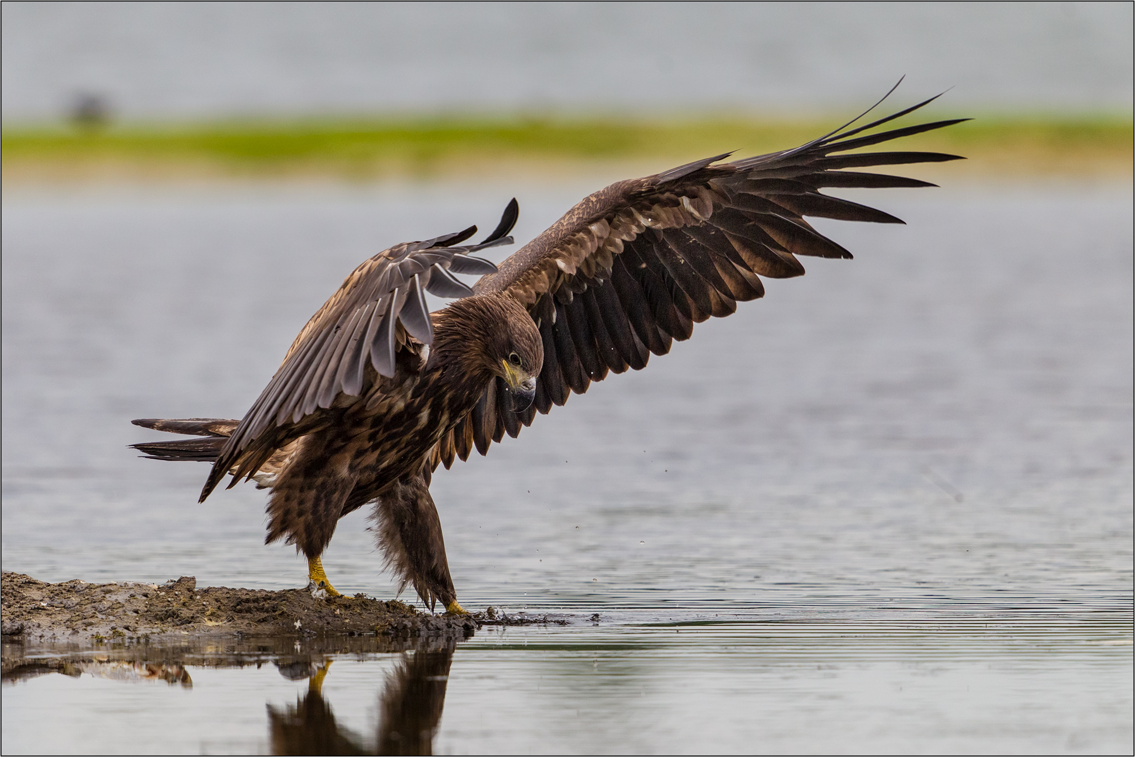 junger Seeadler ...