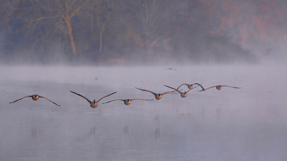 herbstliches vom See