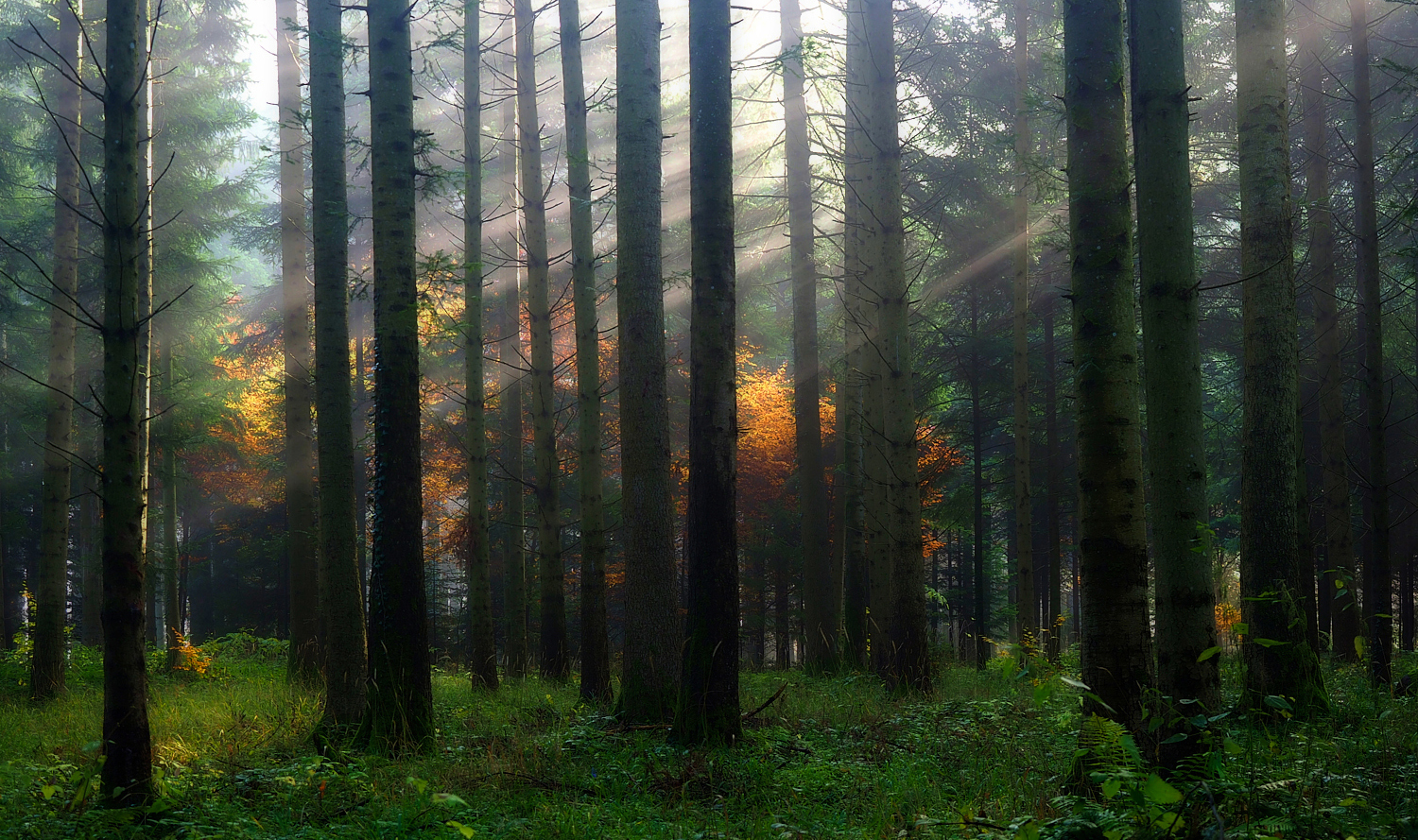 Letztes Herbstleuchten