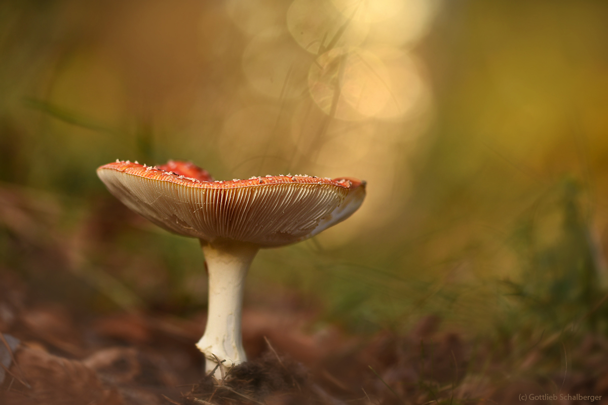 Novemberpilz