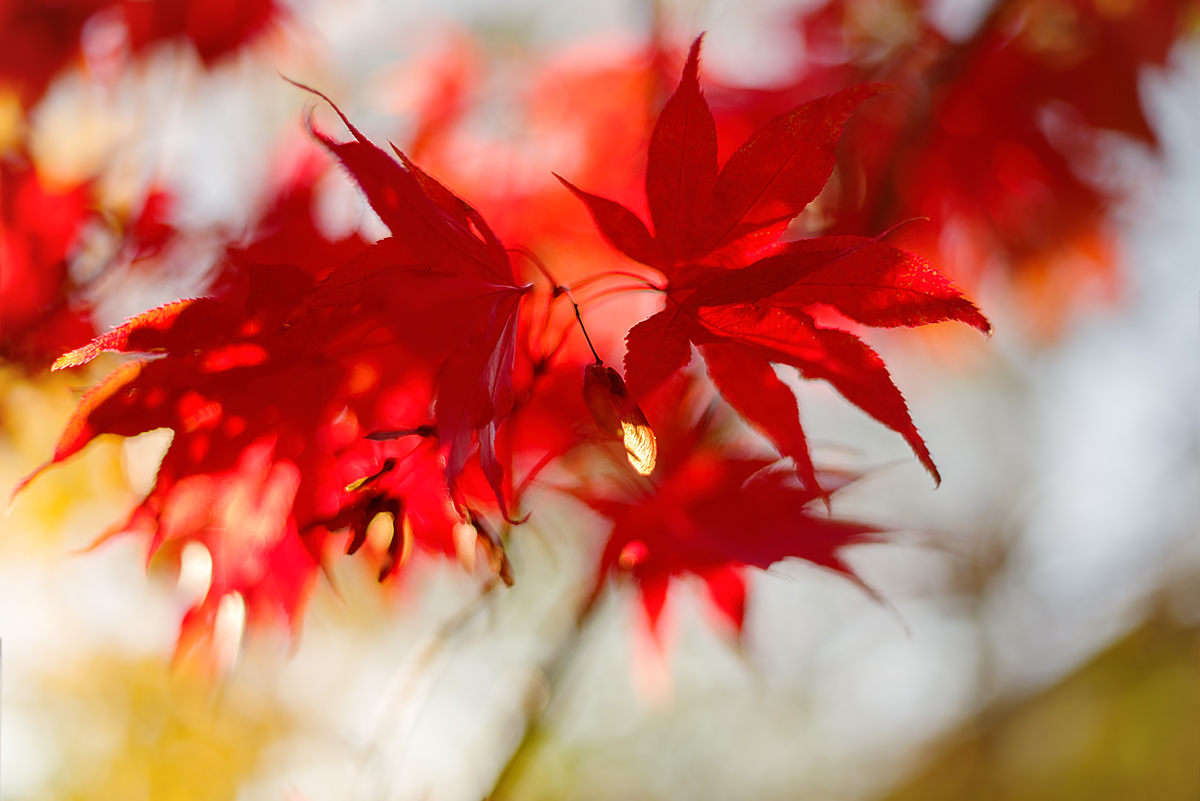 Leuchtendes Rot