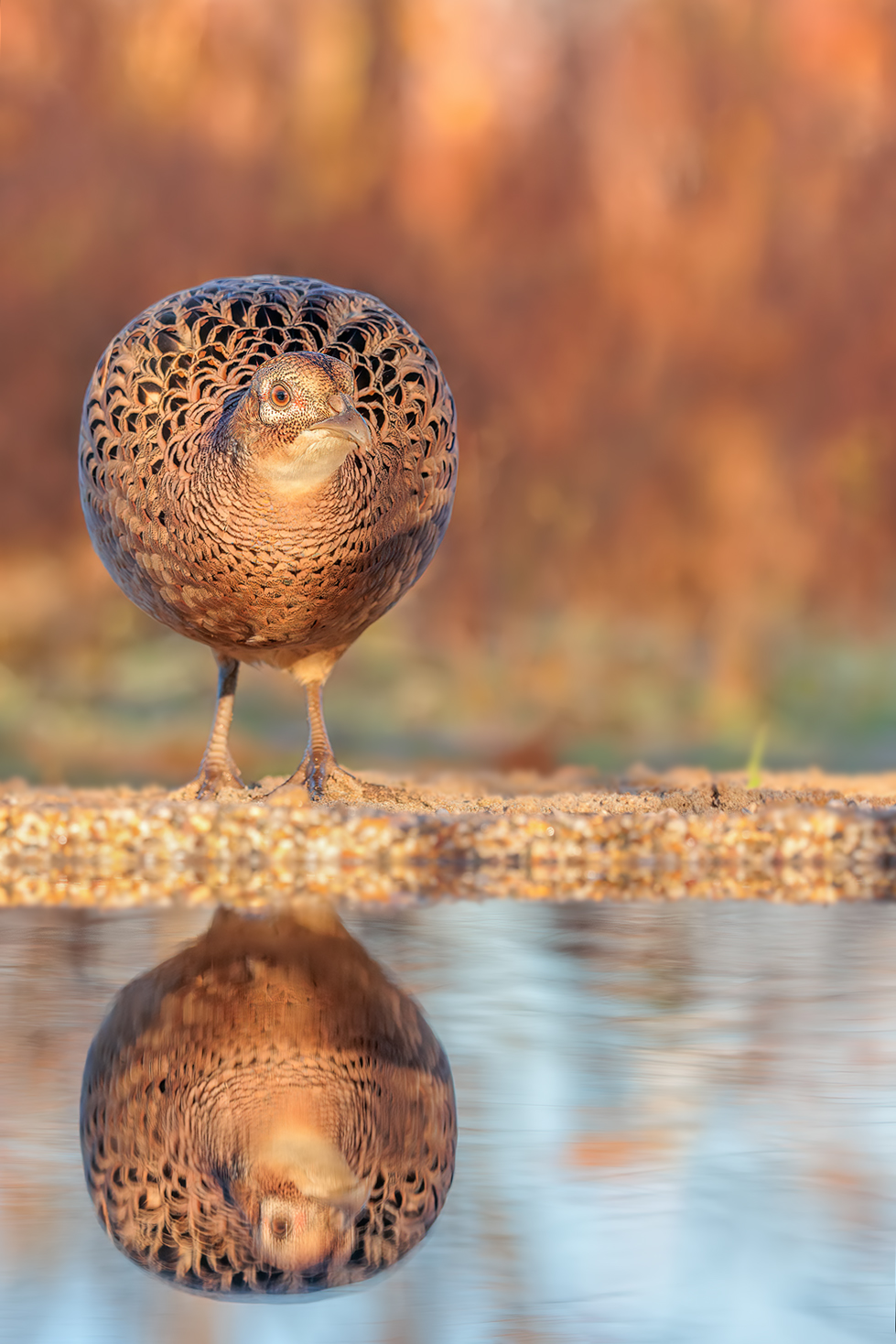 „Spieglein, Spieglein...