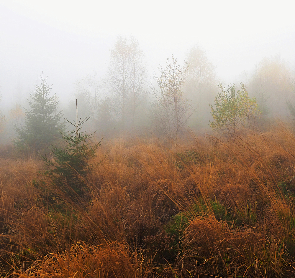 Nebellandschaft - Ende des Herbstes