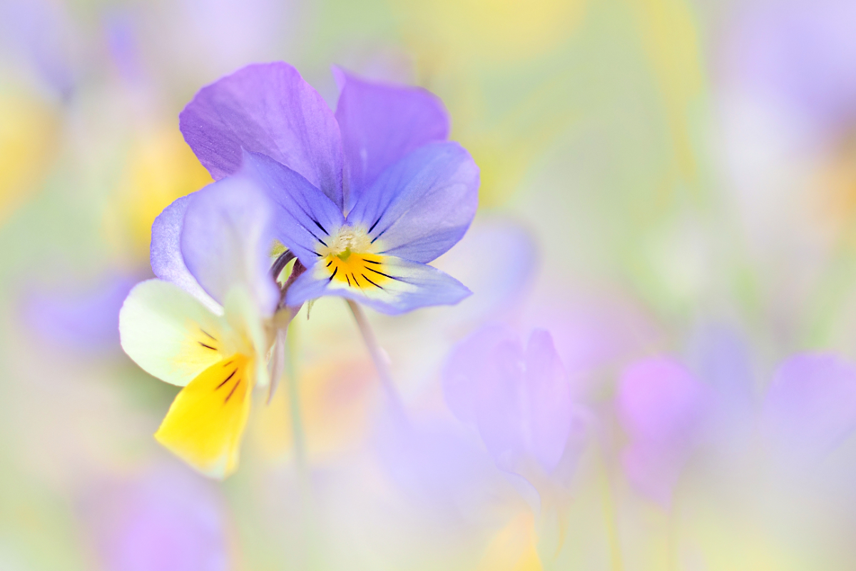 viola tricolor