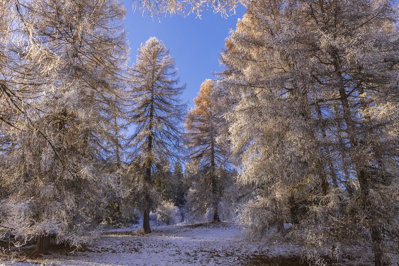 Zärtliche Winterstimmung im Lärchenwald