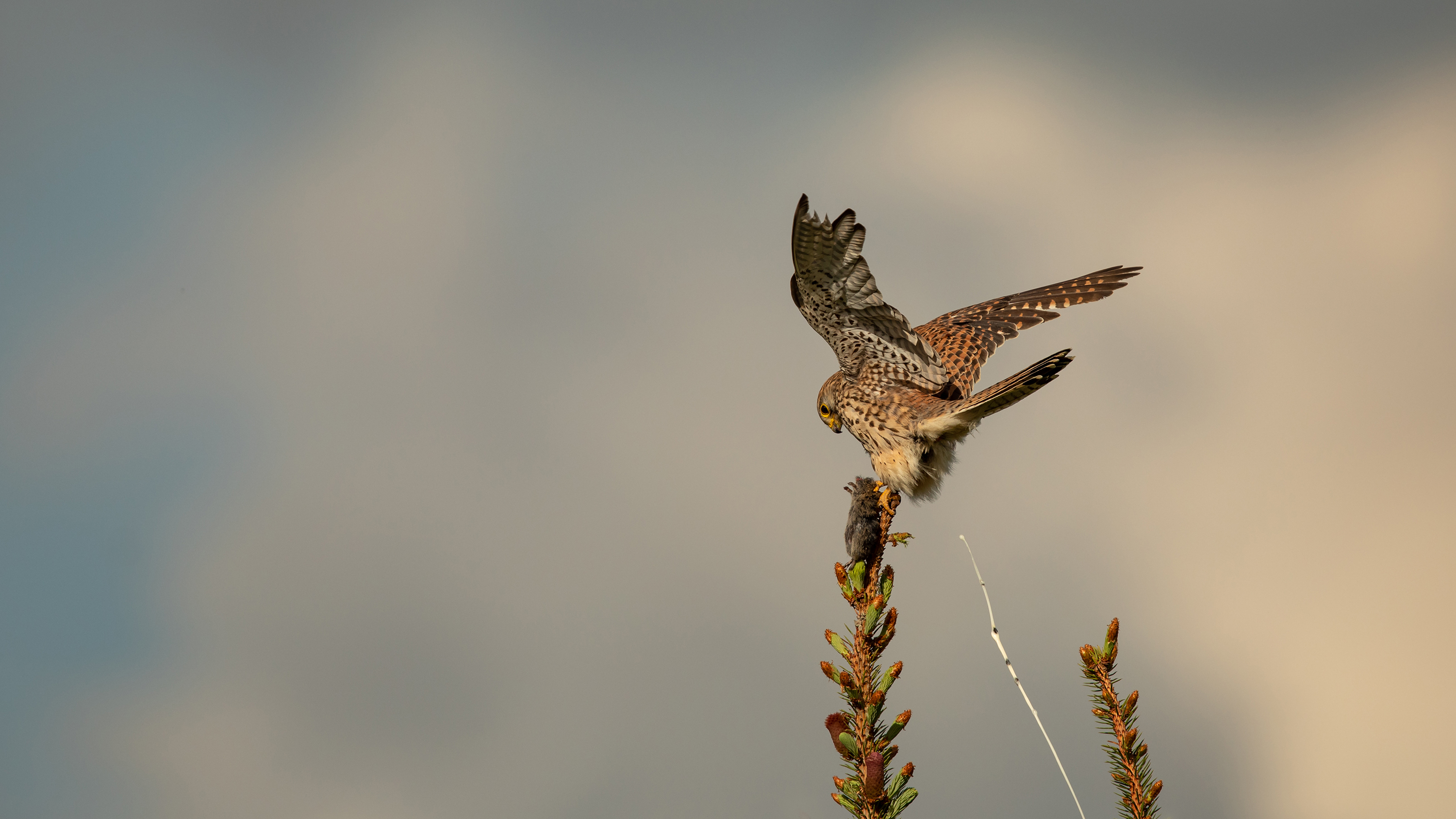 Turmfalke
