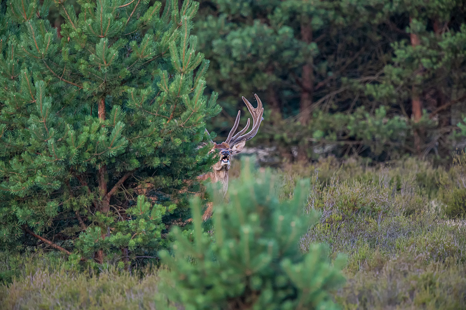 Wer Versteckt sich vor wem?