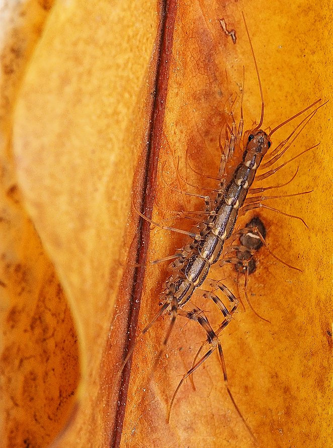 Spinnenläufer (Scutigera coleoptrata)